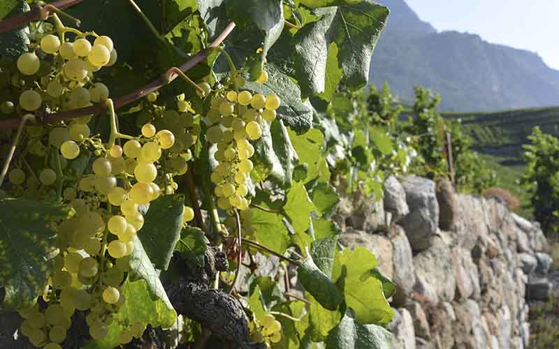 Chasselas