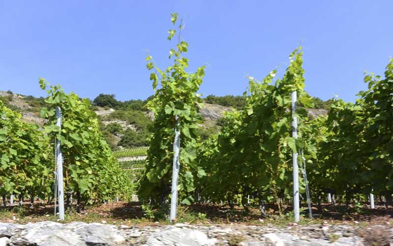 Les terrasses, joyau du vignoble Valaisan